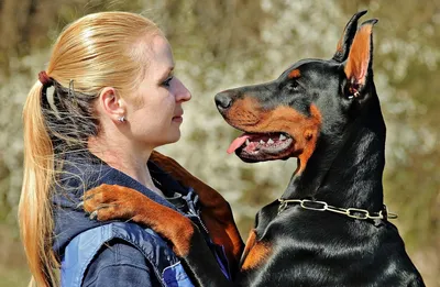 Cобаки для охраны - лучшие охранные собаки для двора и частного дома -  «Орлан»