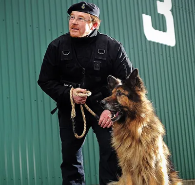 Названы лучшие породы собак для охраны дачи - В регионе - РИАМО в Королеве