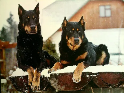 Охранные породы собак. Лучшие собаки для охраны с фотографиями