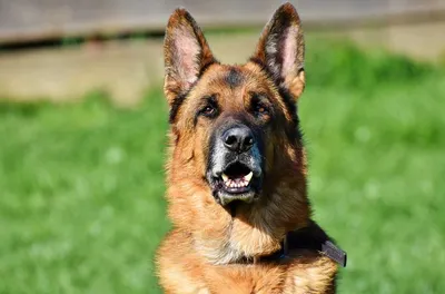 Немного щенок в огромном ошейник собаки личной охраны Стоковое Фото -  изображение насчитывающей млекопитающее, крест: 167655496