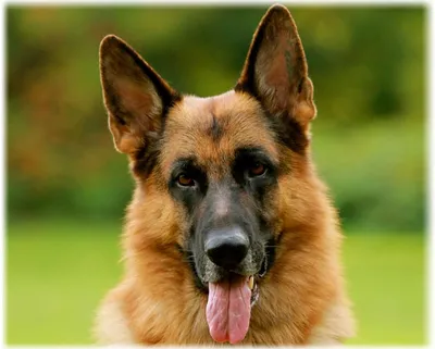 Охранные собаки: ТОП-10 пород с фото