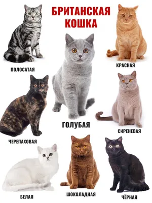 Окрас британских котов фото 