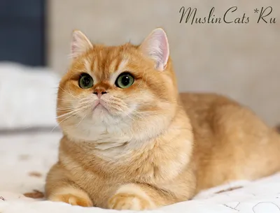 ✓ Британская кошка – красавица с массивным телом, полными щеками и короткой  плюшевой шерстью. - YouTube
