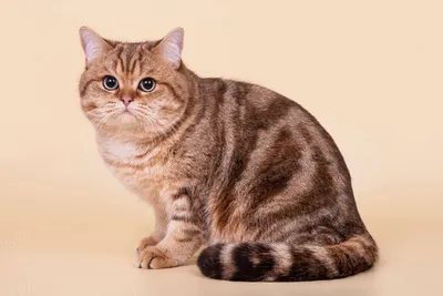 История британской породы кошек