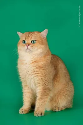 Коричневый табби окрас британских кошек - 73 фото