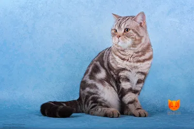 Окрасы британских кошек. | Пикабу