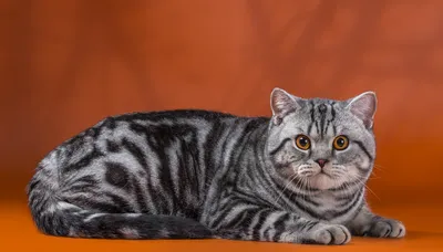Окрасы британских кошек