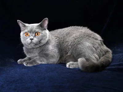 Чем отличаются британские кошки от шотландских - отличия британского кота  от шотландского | Royal Canin