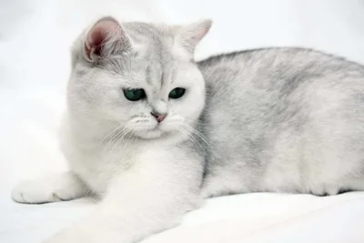 Кремовые британские кошки | http://creambel.com