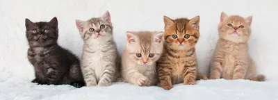 Британская короткошерстная кошка: описание породы, уход и содержание