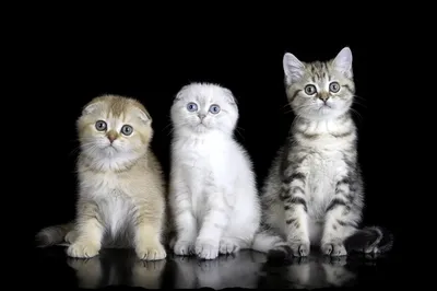 Различные окрасы шотландских кошек | «Color Richness»