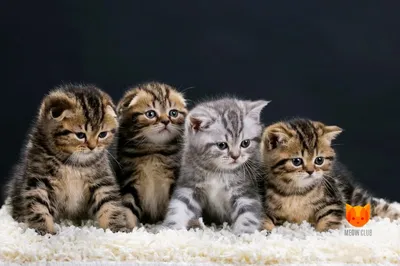 Окрасы шотландских кошек, фото, виды цвета шерсти шотландской породы