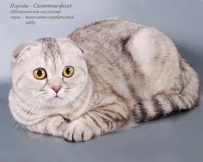 Окраска шотландских кошек - картинки и фото koshka.top