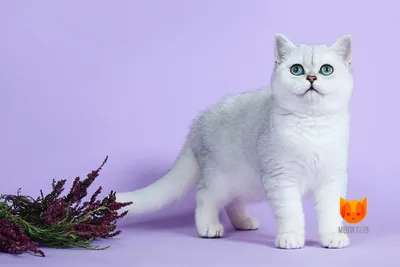 Разновидности серебристых окрасов британских и шотландских кошек:  тиккированные, затушеванные, завуалированные серебристые шиншиллы
