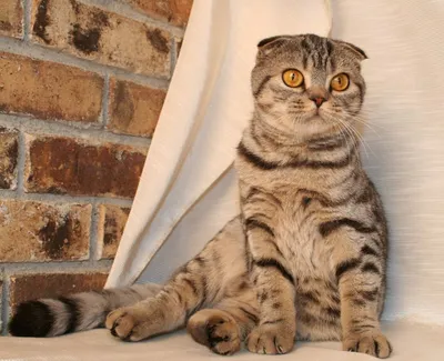 Шотландская вислоухая кошка. Полное описание породы