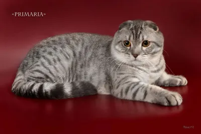 Вислоухий котенок | IntenSity - питомник кошек в Санкт-Петербурге