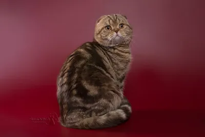 Генетика окрасов кошек: серебряные и золотые, экстеншн, биметаллик