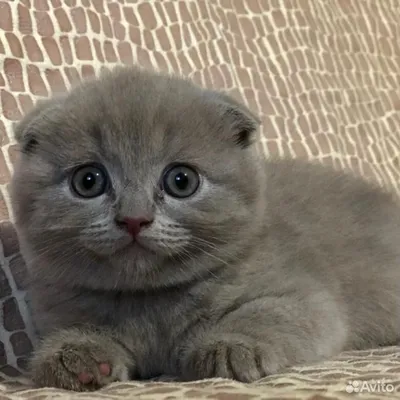 Шотландский котенок ( скотиш фолд) девочка, окрас лиловый): 2 500 грн. -  Кошки Константиновка на Olx