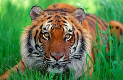 Скачать 1920x1200 тигр, бамбук, голова, джунгли, большая кошка, листья,  мех, морда, окрас, полоски, профиль, усы, хищник, шерсть обои, картинки