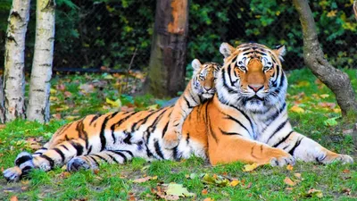 Почему тигры полосатые?» - Notivory