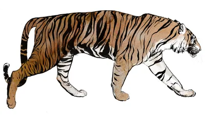 tiger, tiger