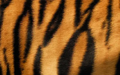 3 факта о тиграх! | Nechtoprekrasnoe^_^ | Дзен