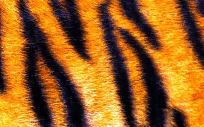 Белый тигр: это редкая мутация в …» — создано в Шедевруме