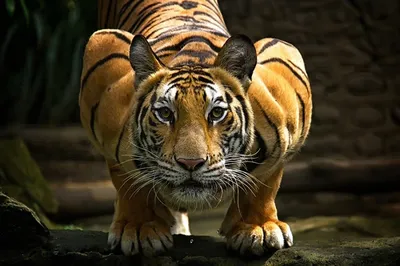 Золотой тигр — Википедия