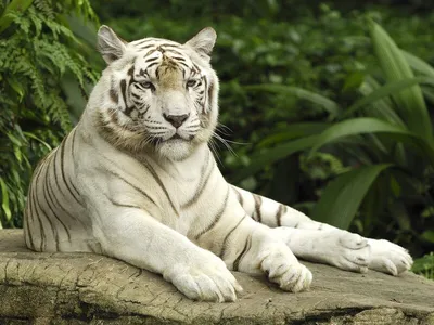Тигровый фон (63 фото)