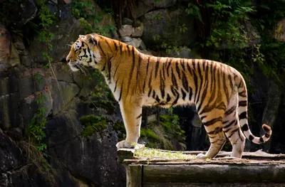 Почему тигры оранжевые? Яркий окрас не помеха для охоты