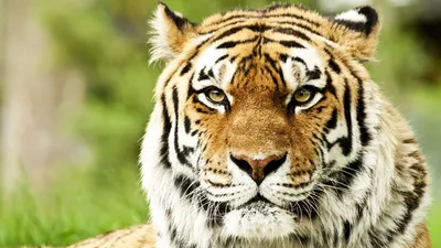 Обои на рабочий стол Тигр, животное, хищник, морда, окрас, tiger - Тигры -  Животные - Картинки, фотографии