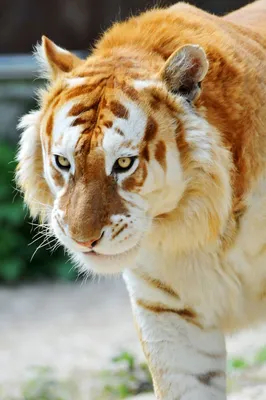 Знакомьтесь, золотой тигр | Пикабу
