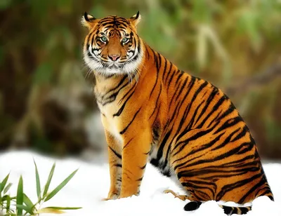 Окраска тигра - картинки и фото koshka.top