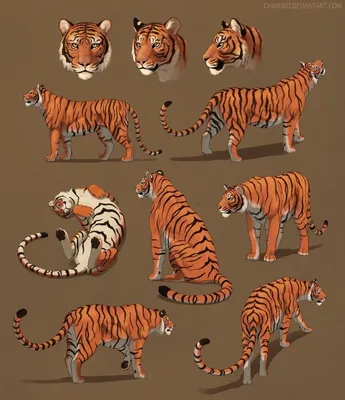 Картинки тигр, добрые глаза, светло песочный окрас, животное, хищник,  камень - обои 1280x800, картинка №3342