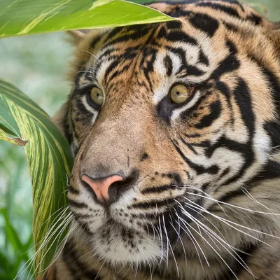 Окрас тигра, характер принцессы - знакомьтесь с собачкой Тигрой 🥰 |  mospriut (мосприют)