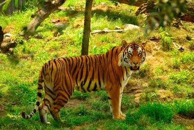 Тигр – большой и опасный хищник. Описание и интересные факты о тиграх