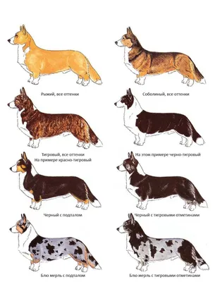 Окраска собак и основные принципы ее наследования (Генетика собак)  Энциклопедия о животных EGIDA.BY