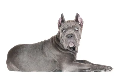 Генетика окрасов собак, классификация и описание окраса шерсти собаки