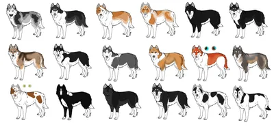 Генетика окрасов собак, часть №8 | Пикабу