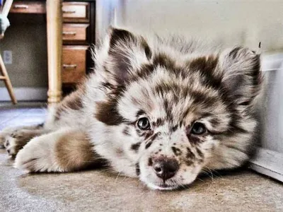 Породы собак серого окраса с фото | Pet4Me.ru