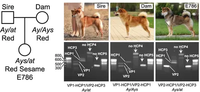 Генетика окрасов собак, классификация и описание окраса шерсти собаки