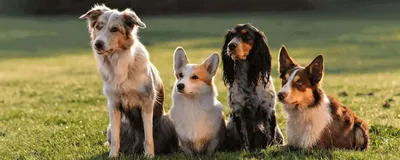 Обнаружена и описана мутация, инициирующая формирование «сиамского» окраса  у собак