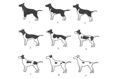 Окрас мерль у разных пород собак - мраморный окрас у собак