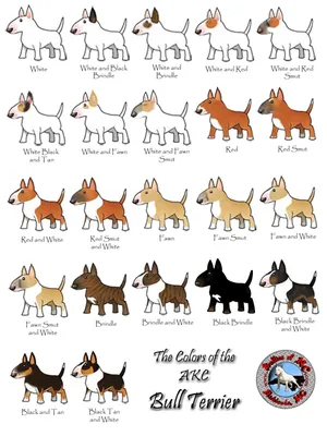 Скачать книгу «Окрасы собак. Генетические, биохимические и  молекулярно-биологические аспекты» | Книги и собаки | Дзен