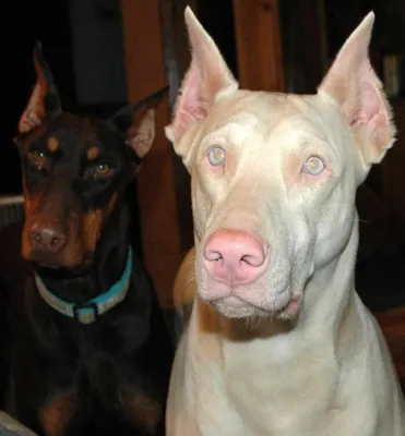 Разновидности собак породы лайки» — создано в Шедевруме