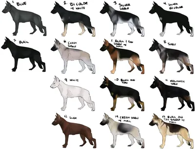 Шерсть собак немецкой овчарки различные цвета. Набор символов пастуха  Иллюстрация вектора - иллюстрации насчитывающей головка, характер: 202093629