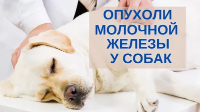 Рак у собак: онкология и ее симптомы, лечение, типы опухолей