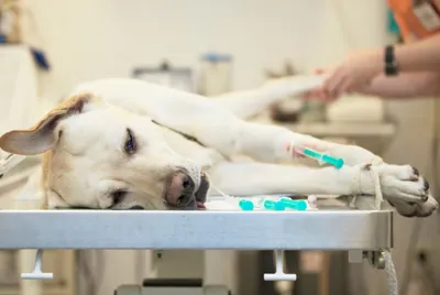 Рак у собак - лечение онкологии у собак