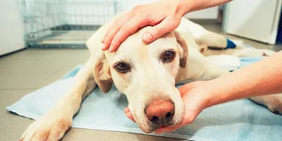 Опухоль молочной железы у собаки - фото, симптомы, диагностика, лечение