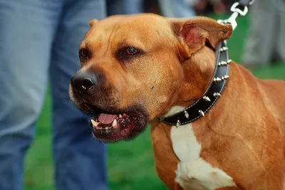 10 самых опасных и злых пород собак в мире - YouTube
